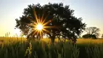 Infrarotheizung - Wärme wie von der Sonne
